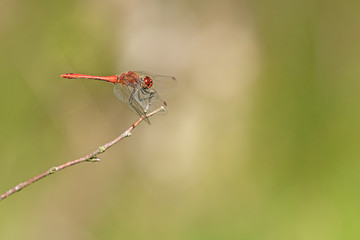 Blutrote Heidelibelle (Sympetrum sanguineum)