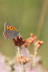Kleiner Feuerfalter (Lycaena phlaeas)