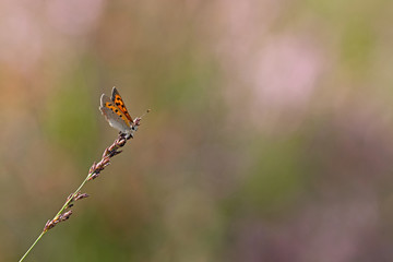 Kleiner Feuerfalter (Lycaena phlaeas)