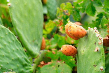 Fruits of an orange ripe sweet cactus prickly pear cactuson a young light green plant.