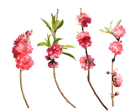 Peach Blossom Flower Collection Isolated On White Background