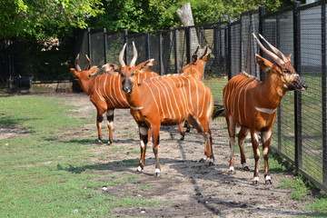 Bongo leśne, antylopa bongo (Tragelaphus eurycerus) © robert6666