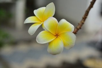 Colorful flowers in the garden.Plumeria flower blooming.Beautiful flowers in the garden Blooming in the summer	