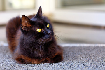 A beautiful brown cat with bright yellow eyes sits and looks in the upper right corner.