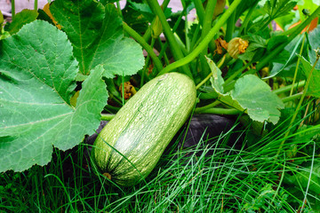 ripe zucchini growing healthy food