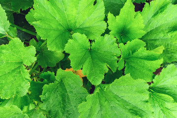 leaves of the zucchini texture background