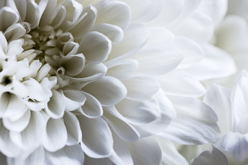 Fototapeta na wymiar Close-up of white chrysanthemum flower