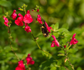 Automne Bourdon récoltant du pollen et faisant des provisions avant l'arrivée de l'hiver