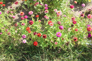 red pink and purple flowers in garden