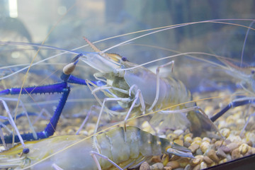 Fresh lobster live in water on display glass cabinets for sale on wet market.
