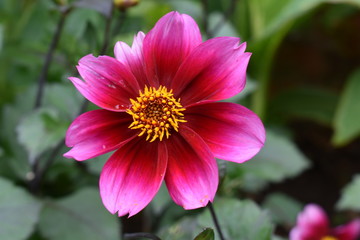 Obraz premium pink flower in garden