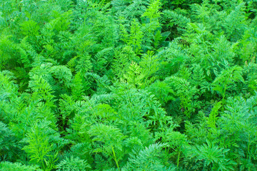 natural background from green leaf of the carrot texture