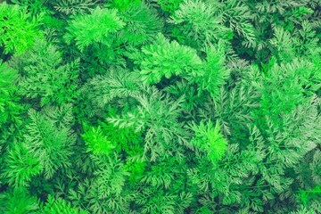 natural background from green leaf of the carrot texture