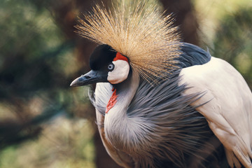 Fototapeta premium Portrait of crowned crane bird in Africa, Kenya
