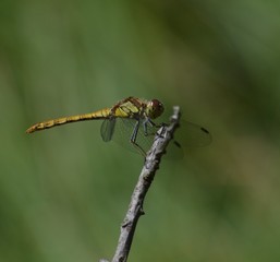 dragonfly
