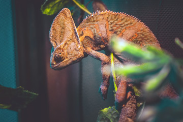 Chameleon red and orange in terrarium close-up reptile