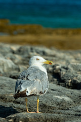 Möve am Strand