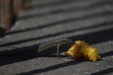 Eating lizard