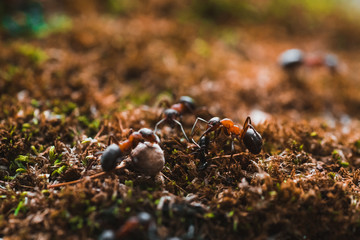 Ants are hardworking haul the twig in the moss