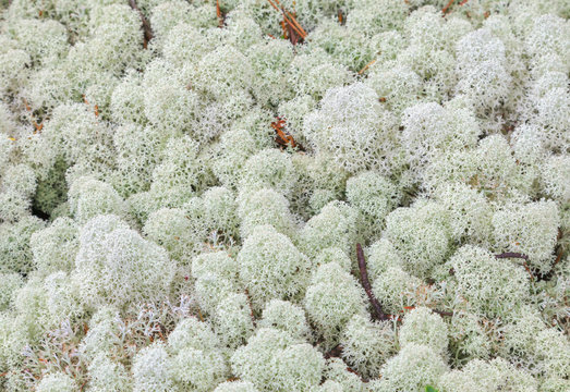 Natural background: View of white lichen (Cladonia). The primary food source for reindeer. Shallow depth of field