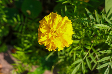 beautiful yellow summer flower. Macro shot. Summer.