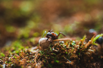 Ants are hardworking haul the twig in the moss