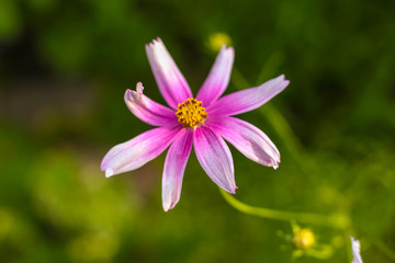 Fototapeta premium beautiful pink summer flower. Macro shot. Summer.