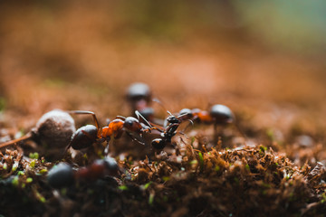 Ants are hardworking haul the twig in the moss