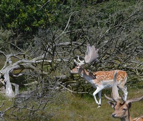 fallow deer
