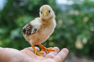 chick in hand