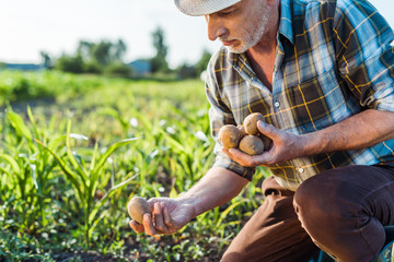 self-employed farmer in straw hat holding potatoes near corn field © LIGHTFIELD STUDIOS