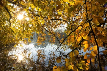 bright yellow leaves, fall colors, autumn texture background