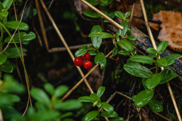 red raspberry berries hang on the branches. raspberry plantation raspberry bush with berry.