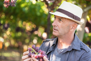 Winegrower man holding bunch of red grapes