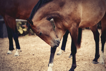 Sports horses of  bay color