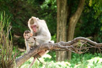 Naklejka na ściany i meble Mother and baby monkey lives in a natural forest.
