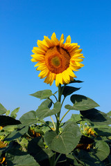 Cropped shot of yellow flower over blue sky background. Sunflower over blue sky background. Abstract nature background. 