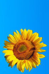 Cropped shot of yellow flower over blue sky background. Sunflower over blue sky background. Abstract nature background. 