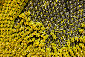 Seeds of sunflower, close up. Abstract nature texture background.