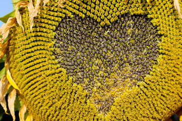 Seeds of sunflower, close up. Abstract nature texture background.