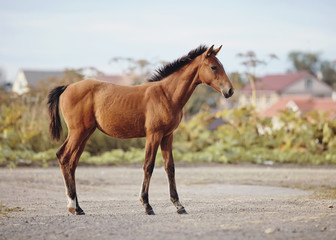 Fototapeta na wymiar Red foal sporting breed.