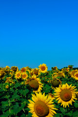 Cropped shot of yellow flower over blue sky background. Sunflower over blue sky background. Abstract nature background. 
