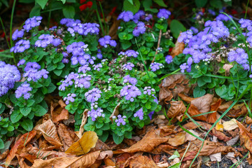 beautiful autumn blue flowers on a background of yellow leaves