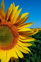 Cropped shot of yellow flower over blue sky background. Sunflower over blue sky background. Abstract nature background. 
