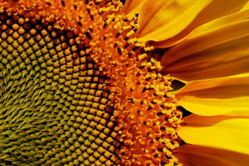 Cropped shot of sunflower, cropped shot. Yellow flower, close up.  Abstract colorful nature background.