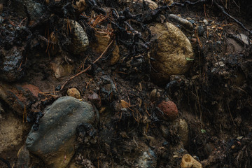 the roots of a tree torn from the ground