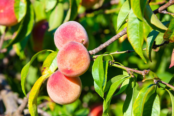 Peach on a branch in the garden. Nature background. Collection of ripe peaches