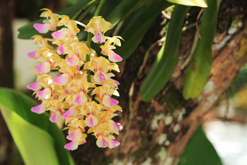 Bunch of yellow and pink Rhynchostylis orchid flowers in natural garden.