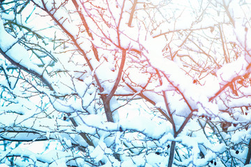 Fototapeta na wymiar beautiful trees in winter on nature in the park background