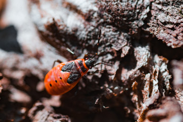 Macro photo of a red  Bug firefighters
